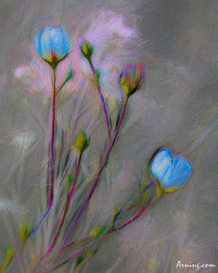 efflorescence