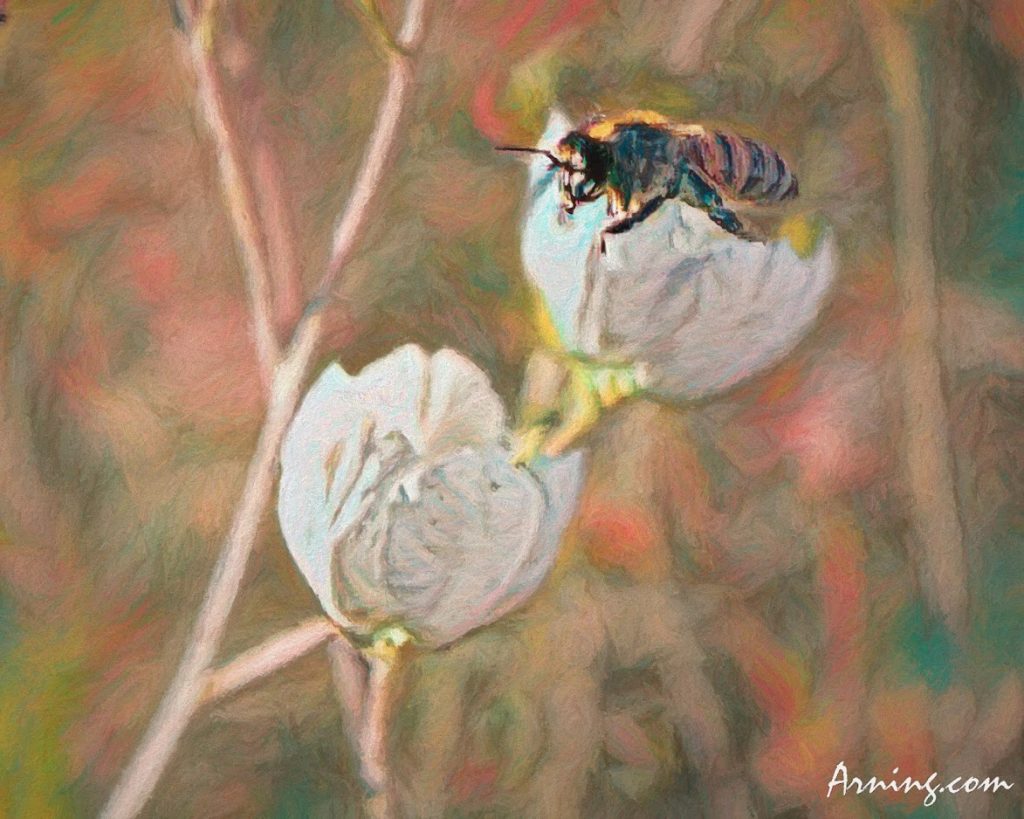 Field Bee