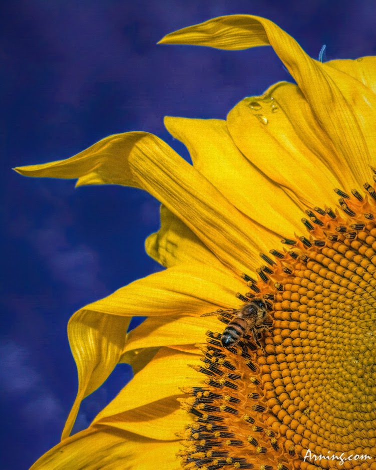 Pacino sunflower