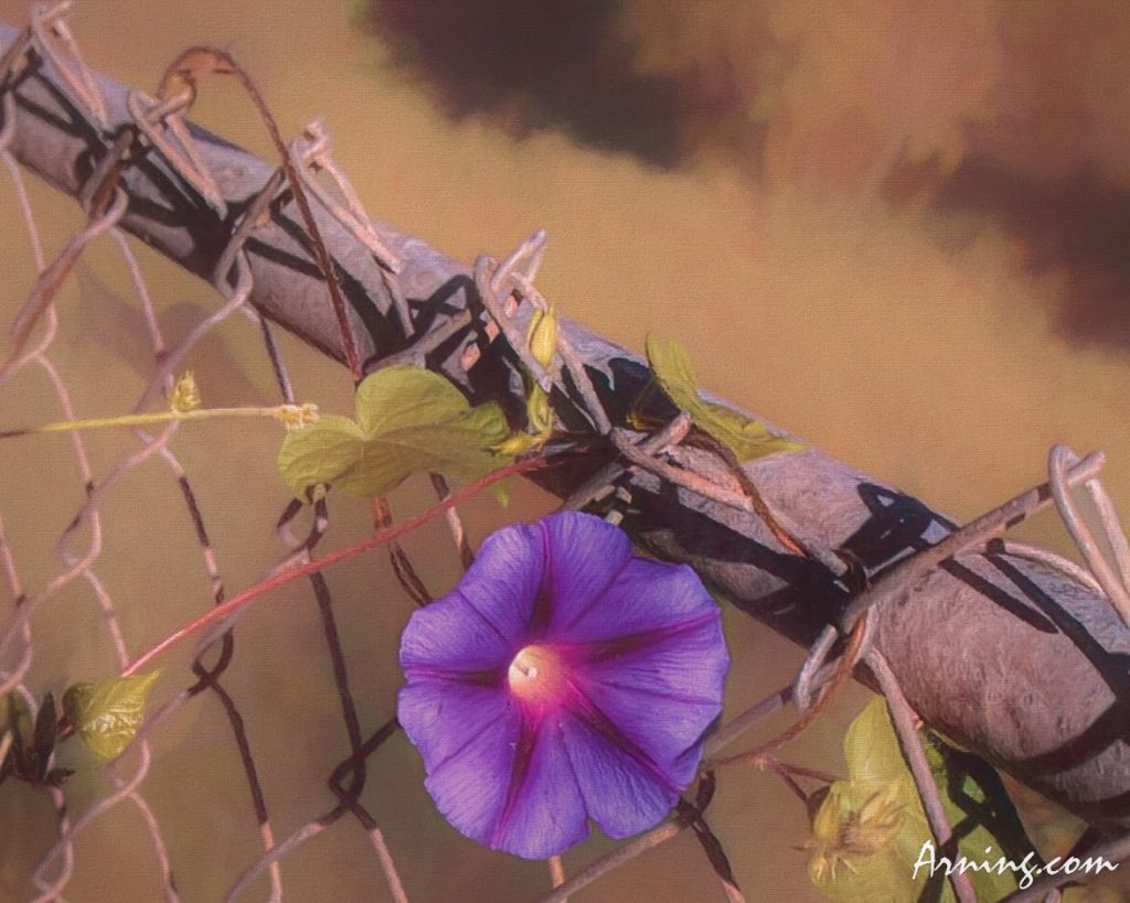 Morning Glory