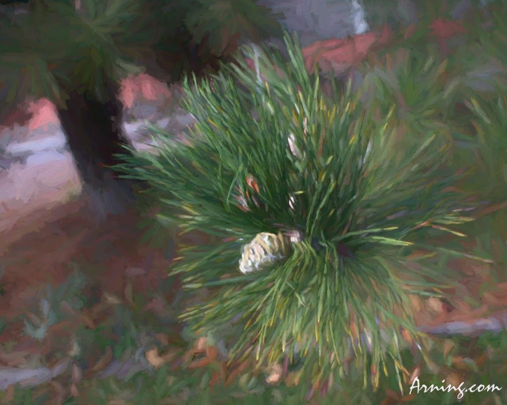 Pine Cone