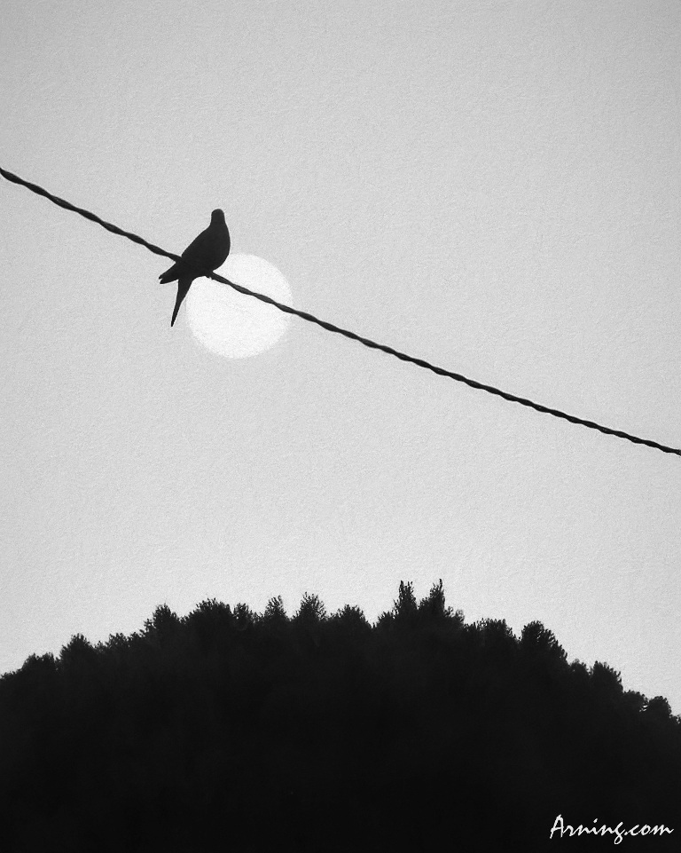 By the light of the moon