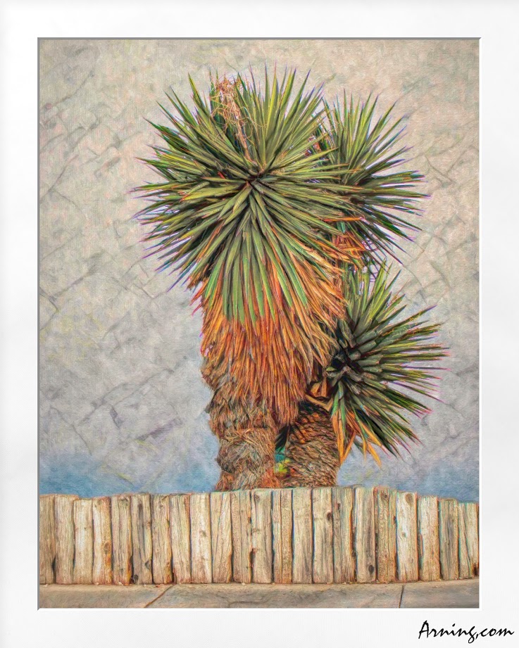Los Altos Yucca