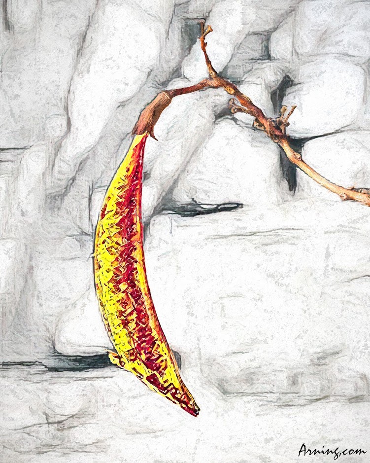 The Velvet Seed Pod
