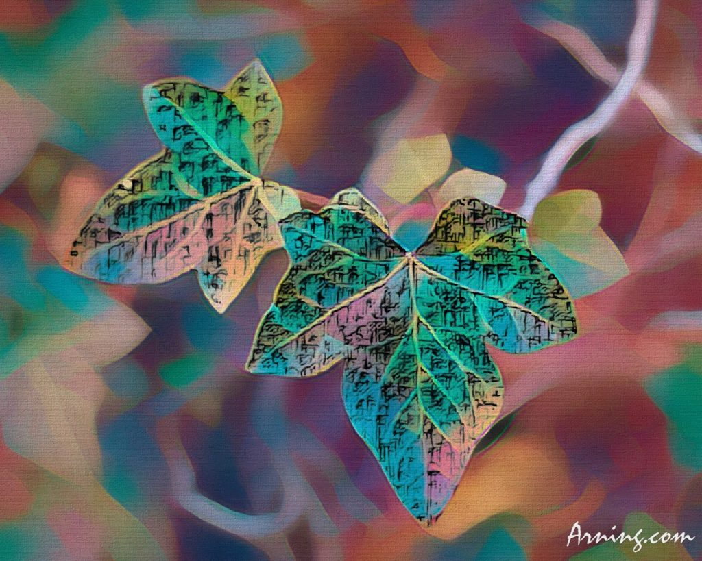 Ivy