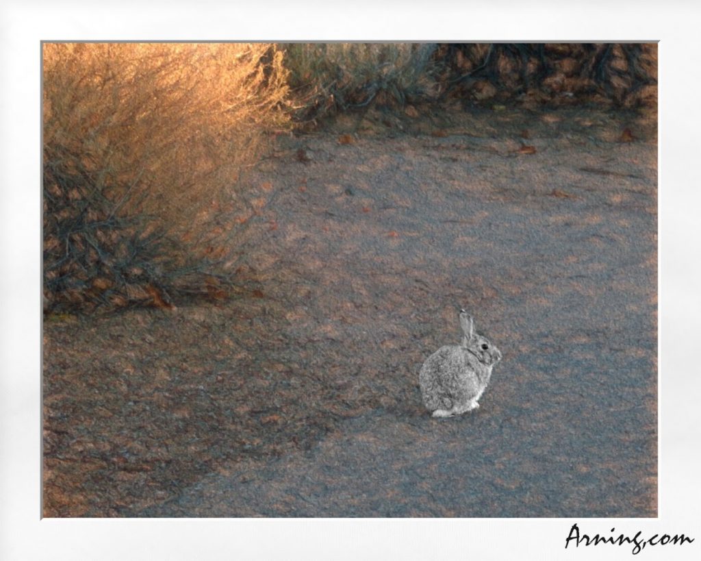 Jackrabbit