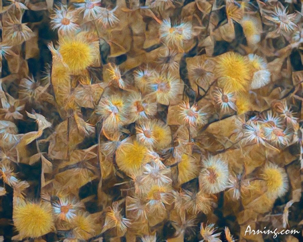 fractured flowers