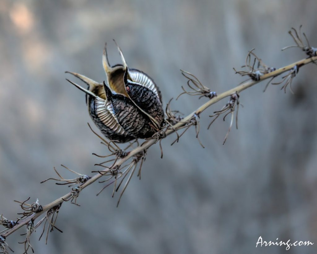 Yucca Seed Pod