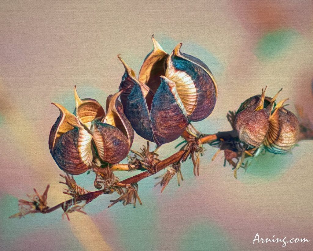Yucca Pods