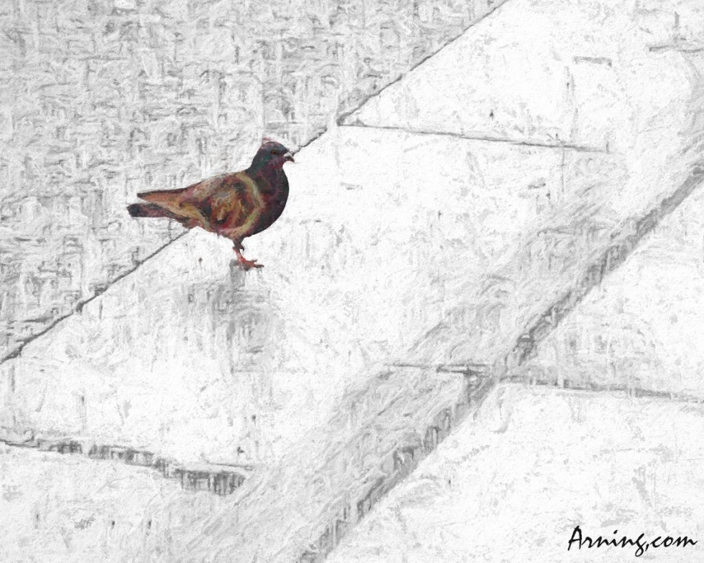 Columbidae