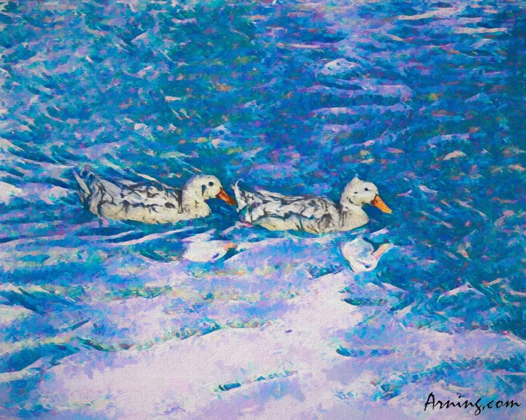 Duck Pond
