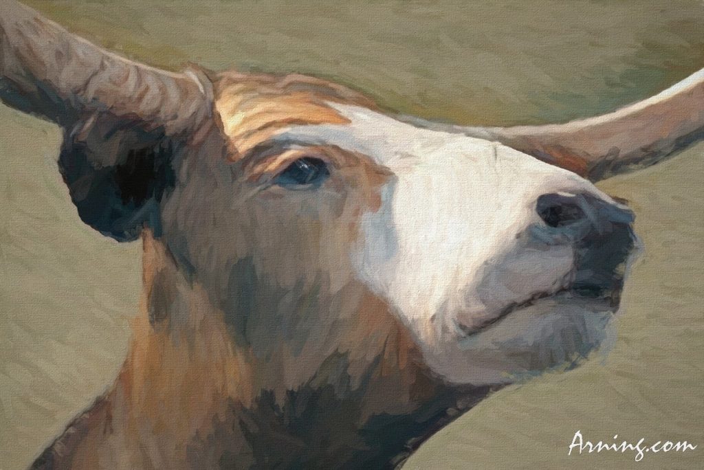 Longhorn