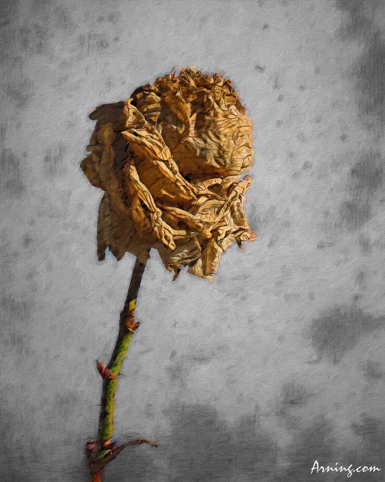 Winter Rose