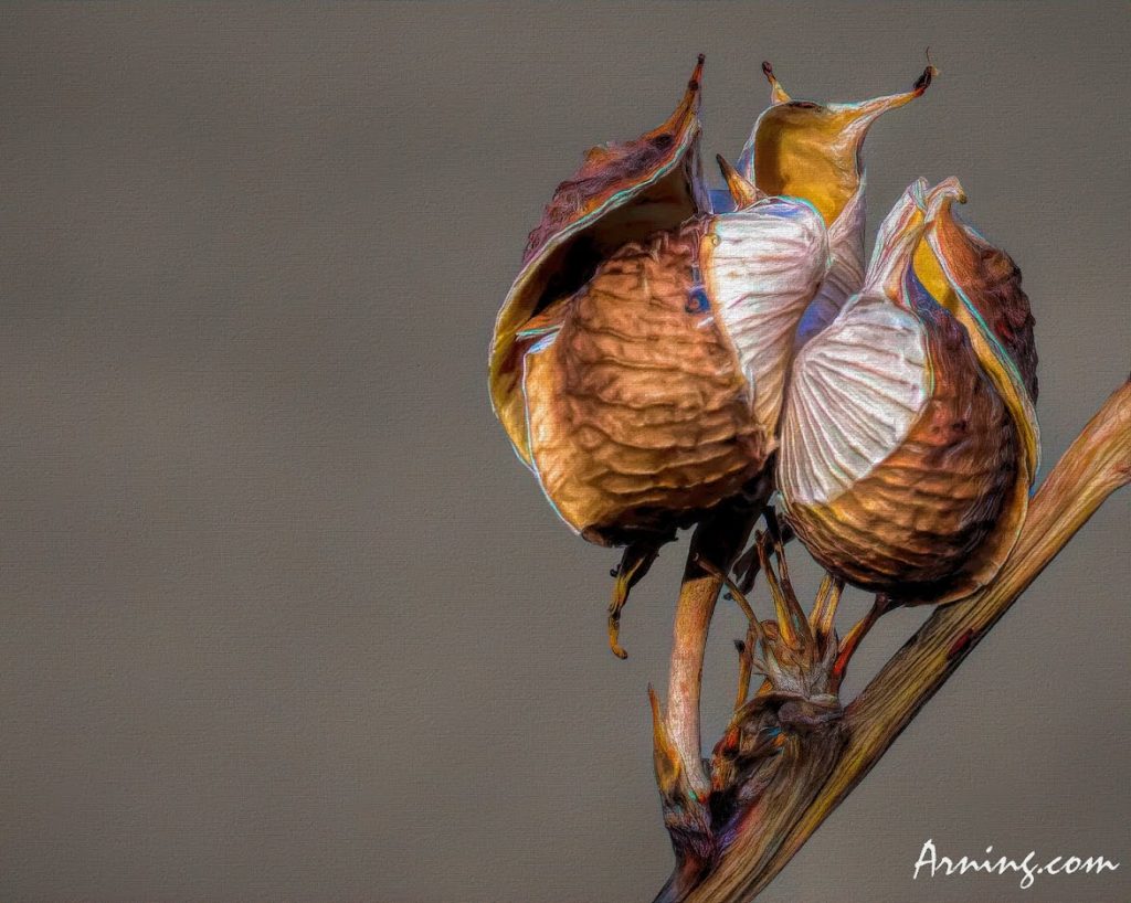 Another Yucca Pod