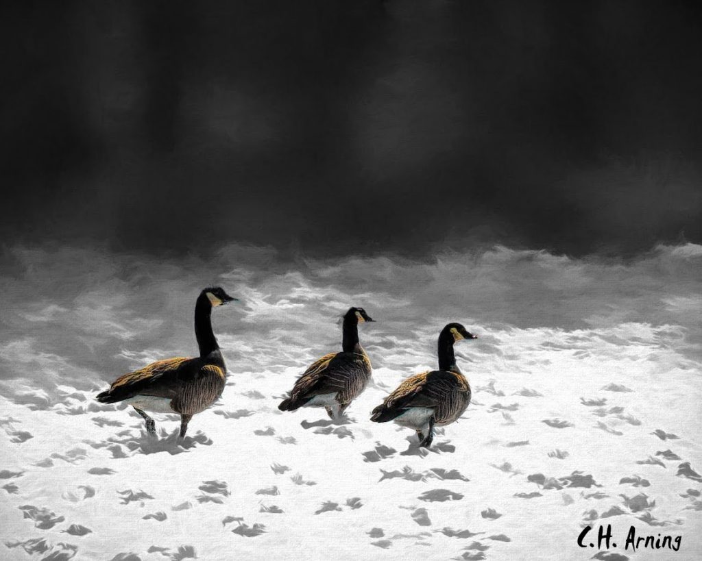 geese in the snow