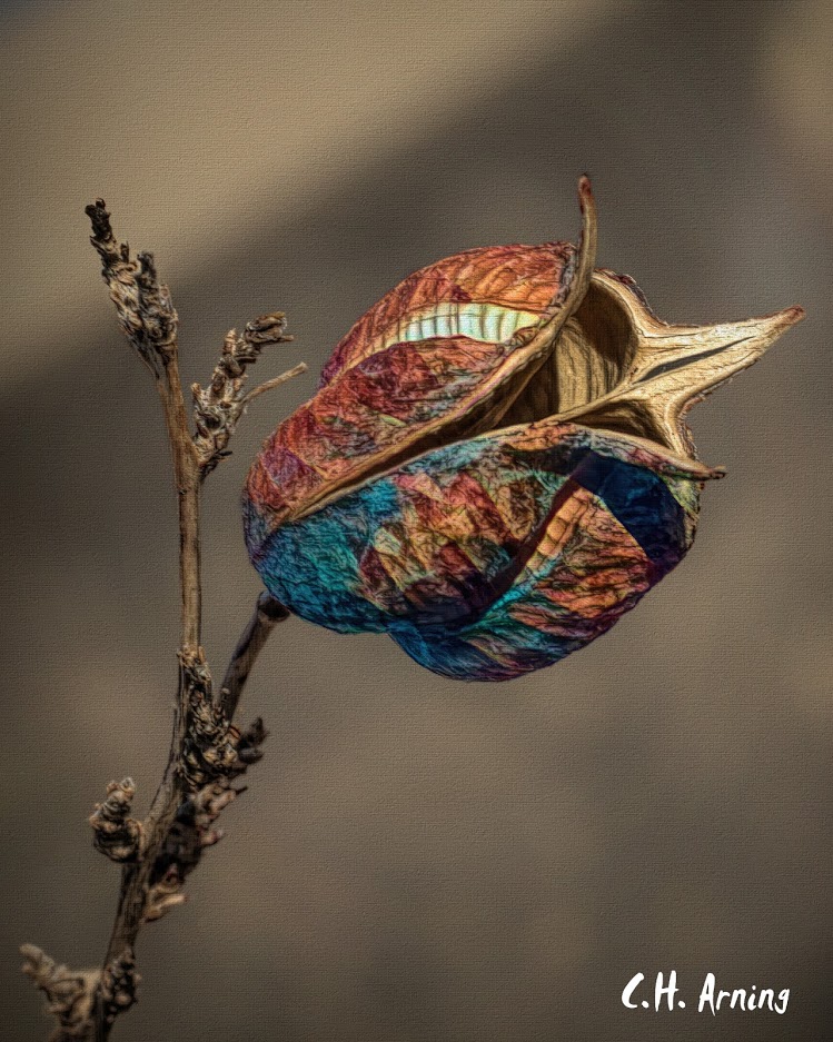 Yucca Pod