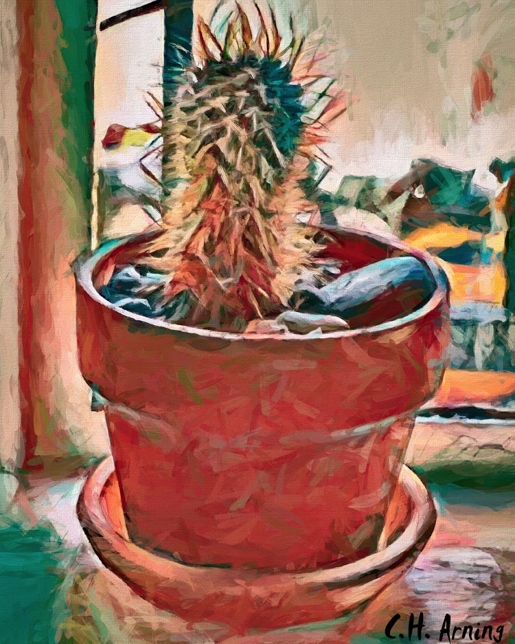 Window Cactus