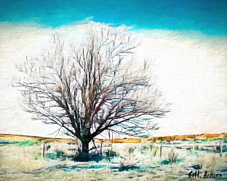 Oklahoma tree