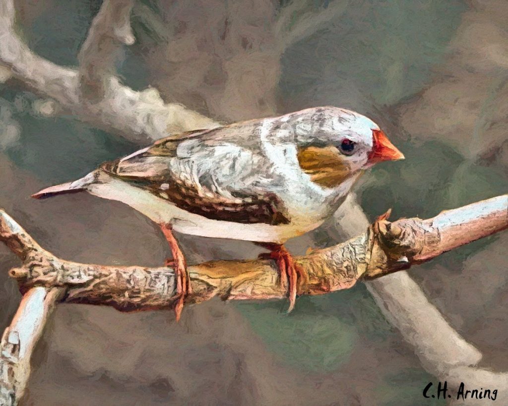 Finch
