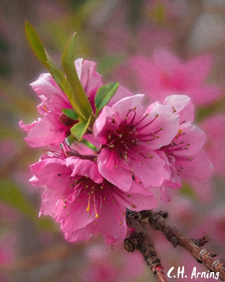 flowering tree