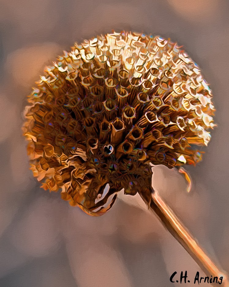 sphere florets