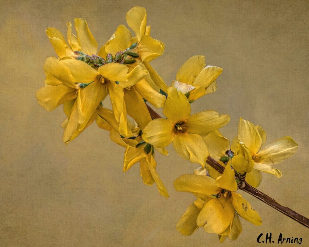 More Spring