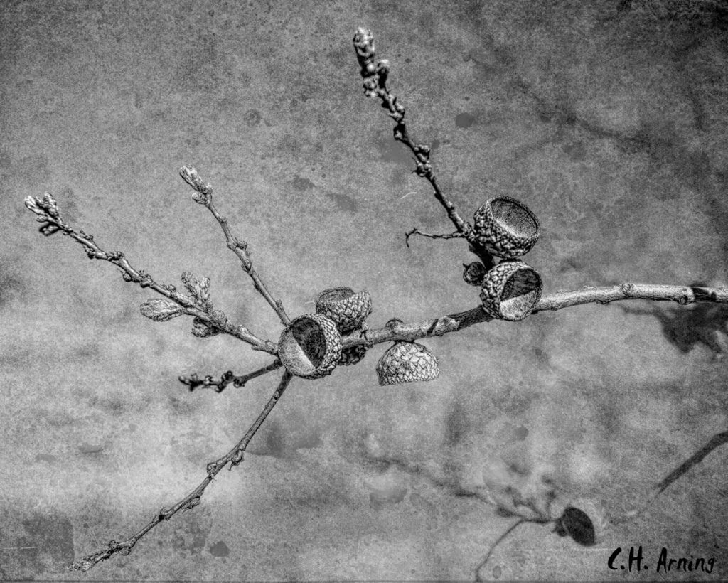 missing acorns