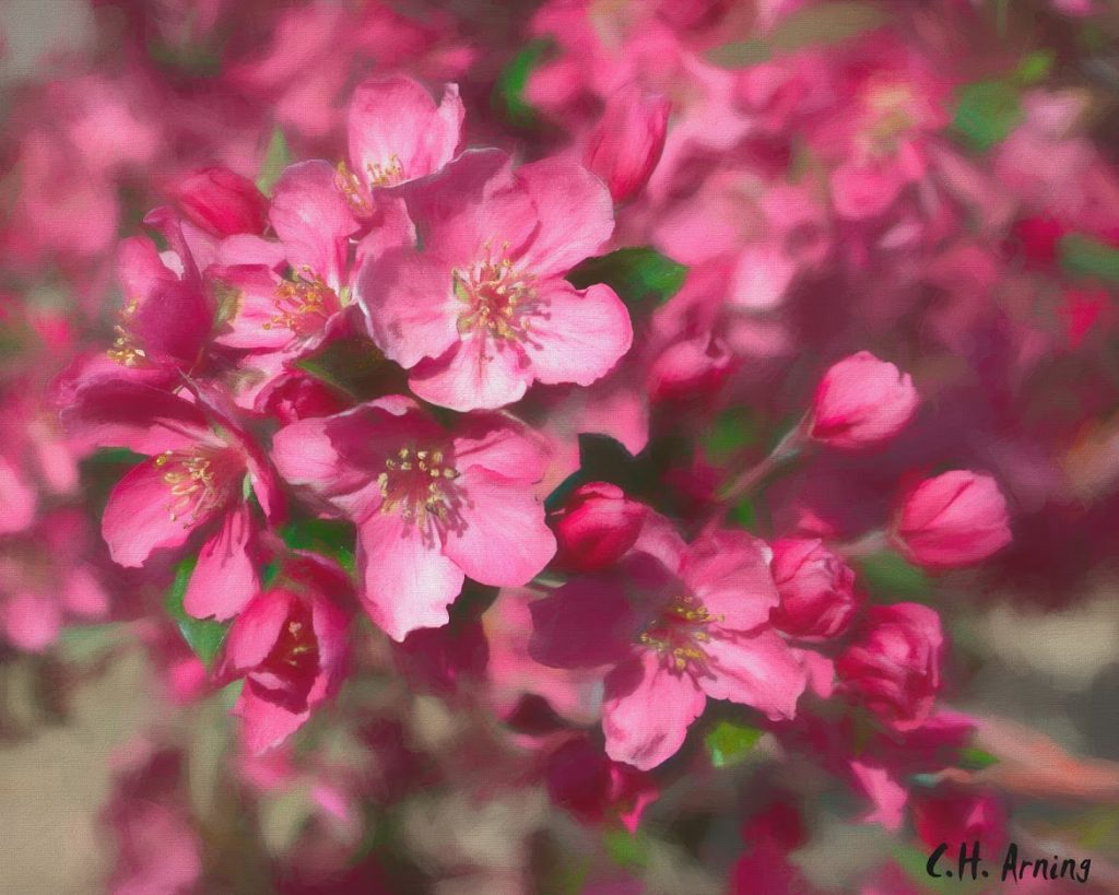 more blossoms