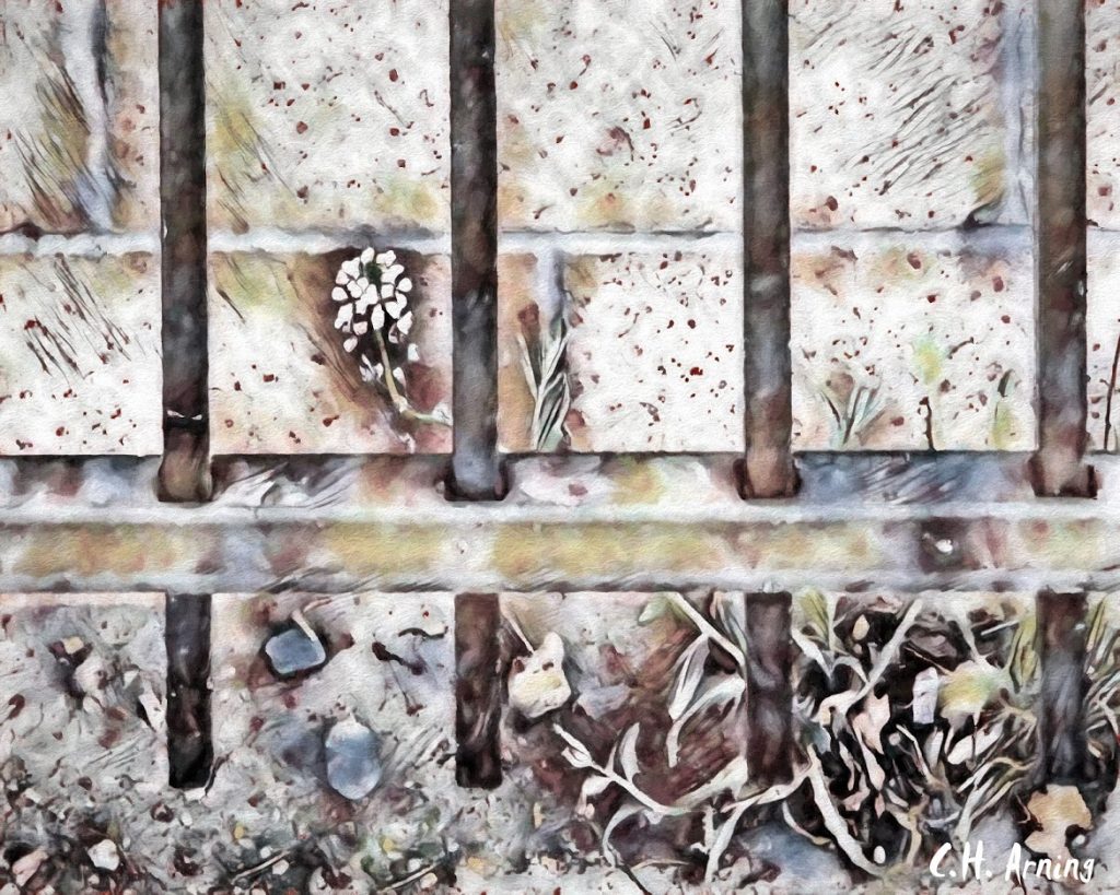 Caged