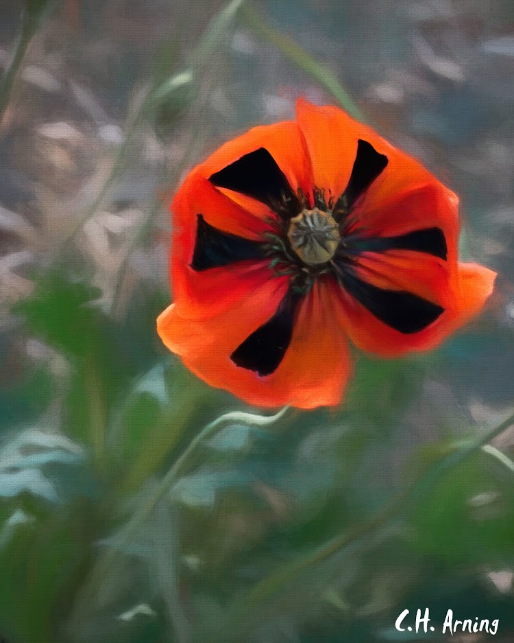 Spring bloom
