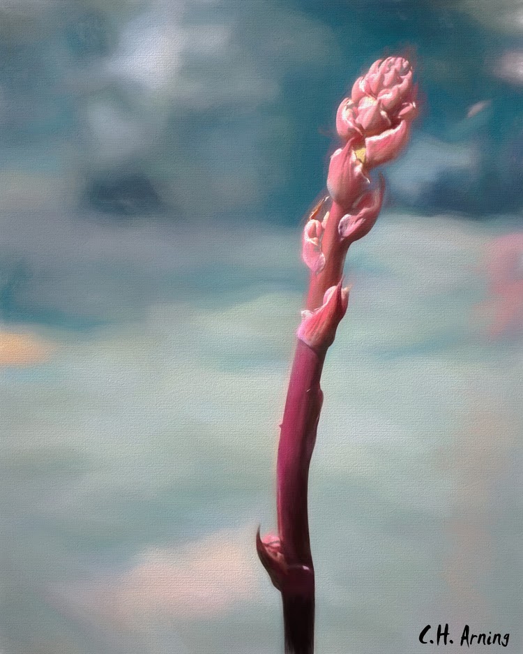New growth