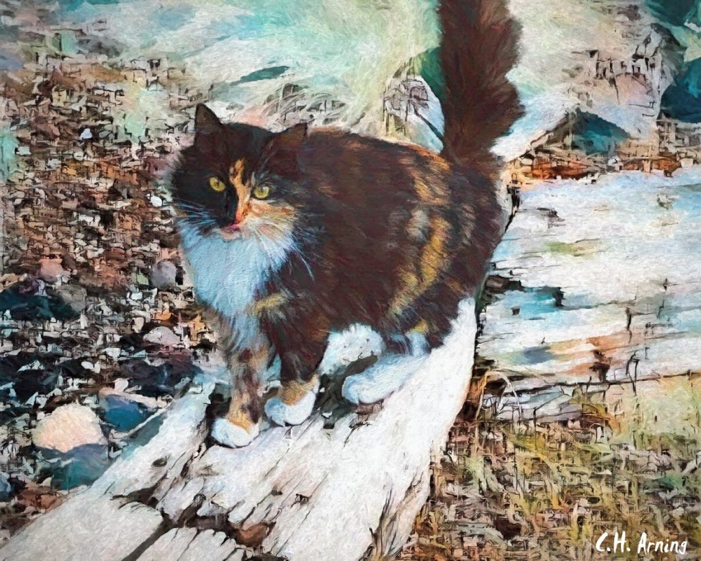neighborhood cat