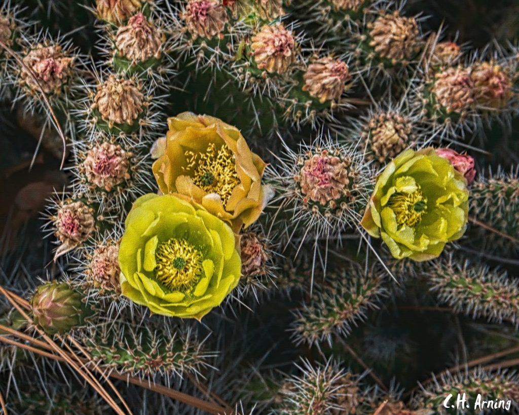 cactus flower