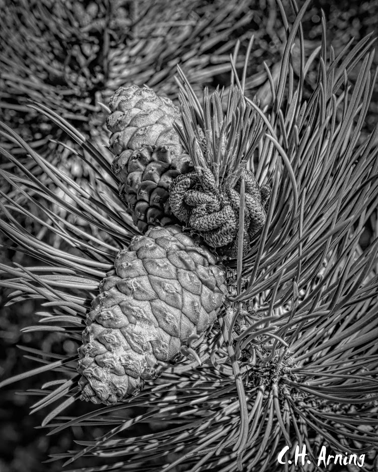 pinecones