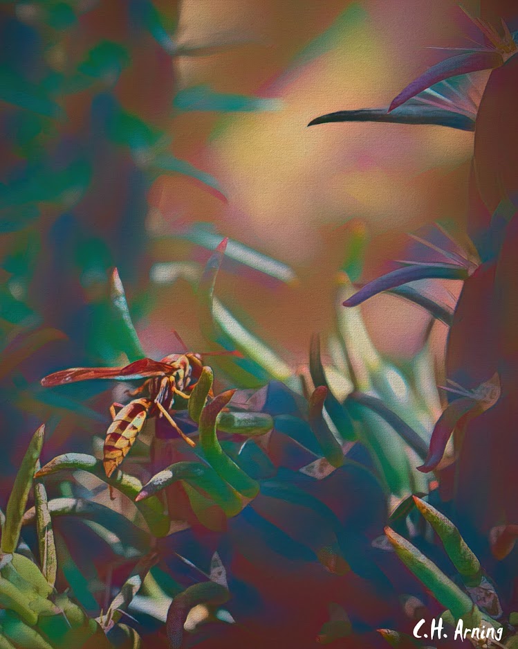 Wasp