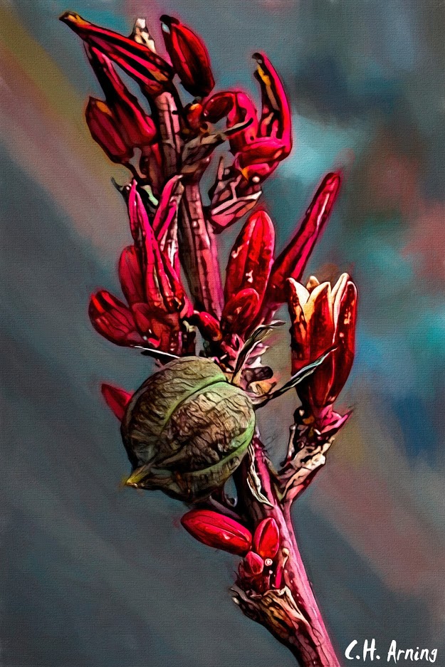 Red Hesperaloe