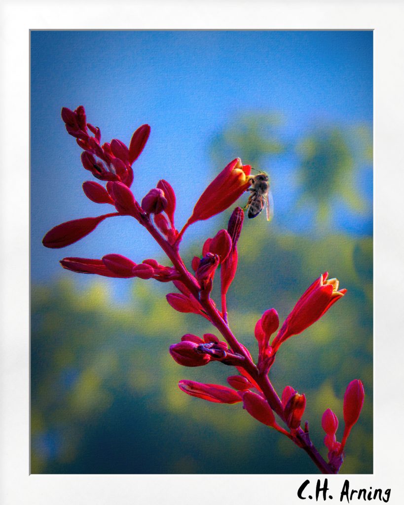 Drinking from a Red Hesperaloe