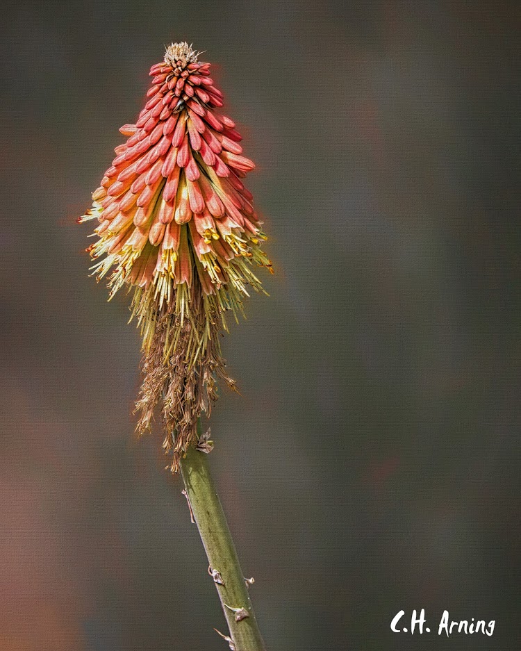 Red hot poker
