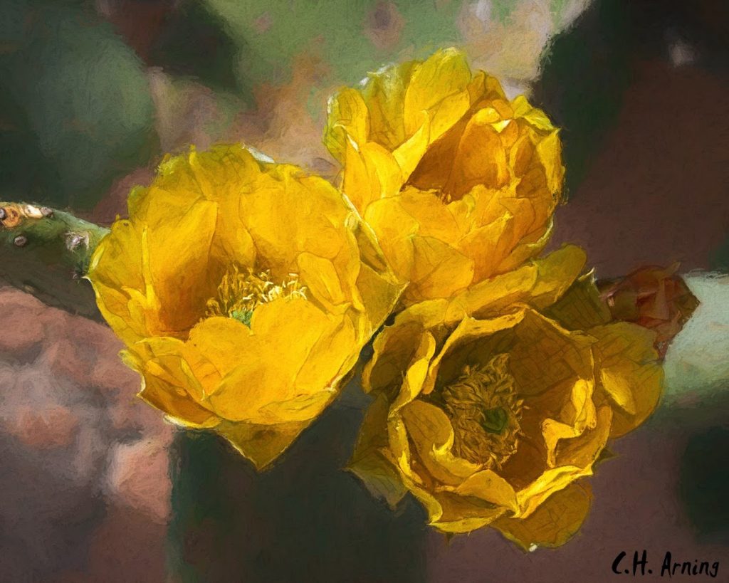 Cactus Flower