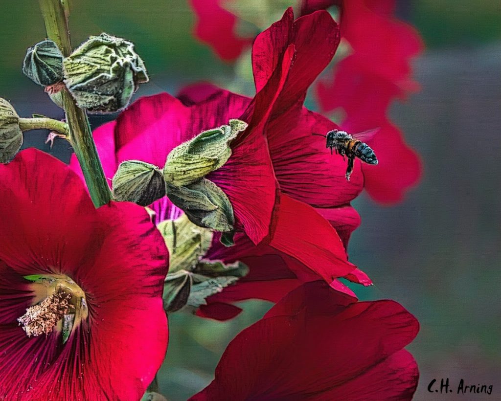 Gathering pollen