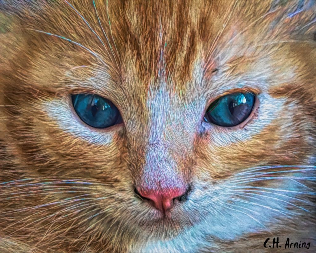 Kitten's Stare