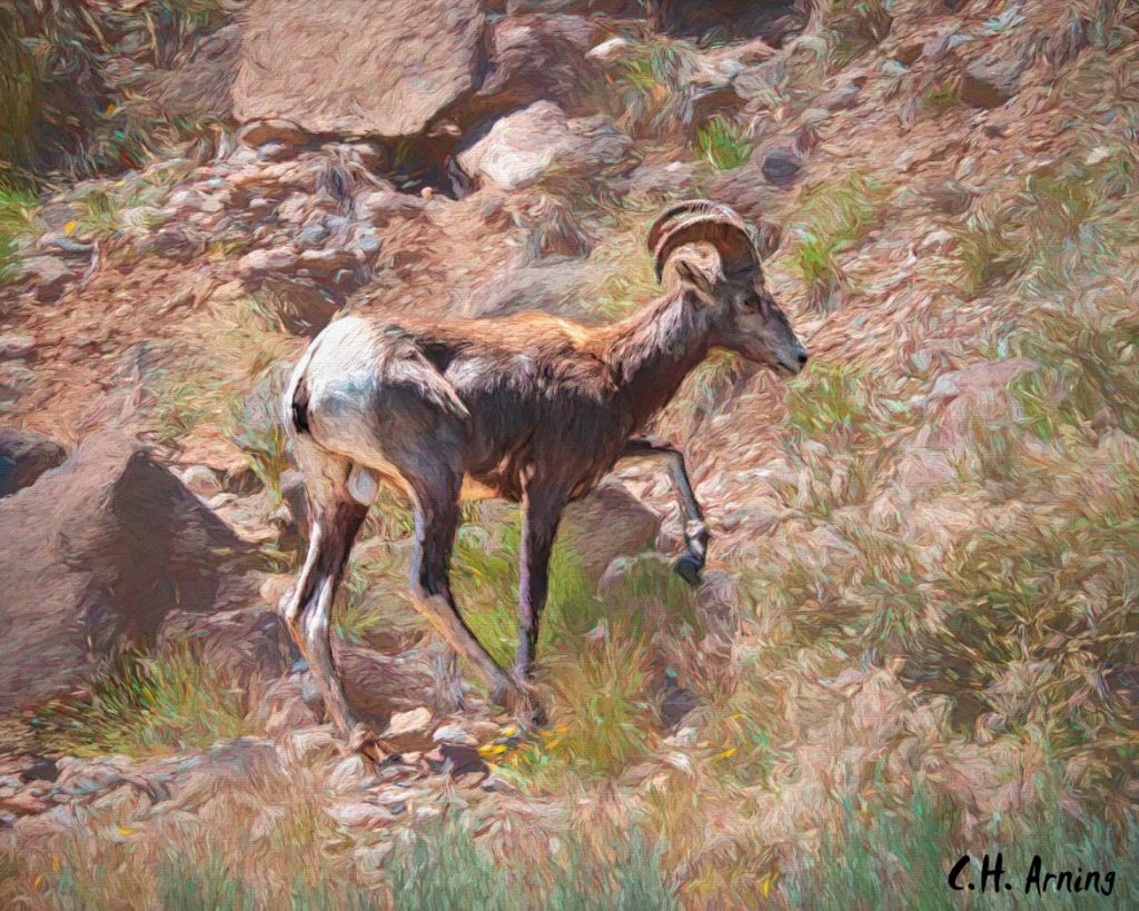 Rio Ram
