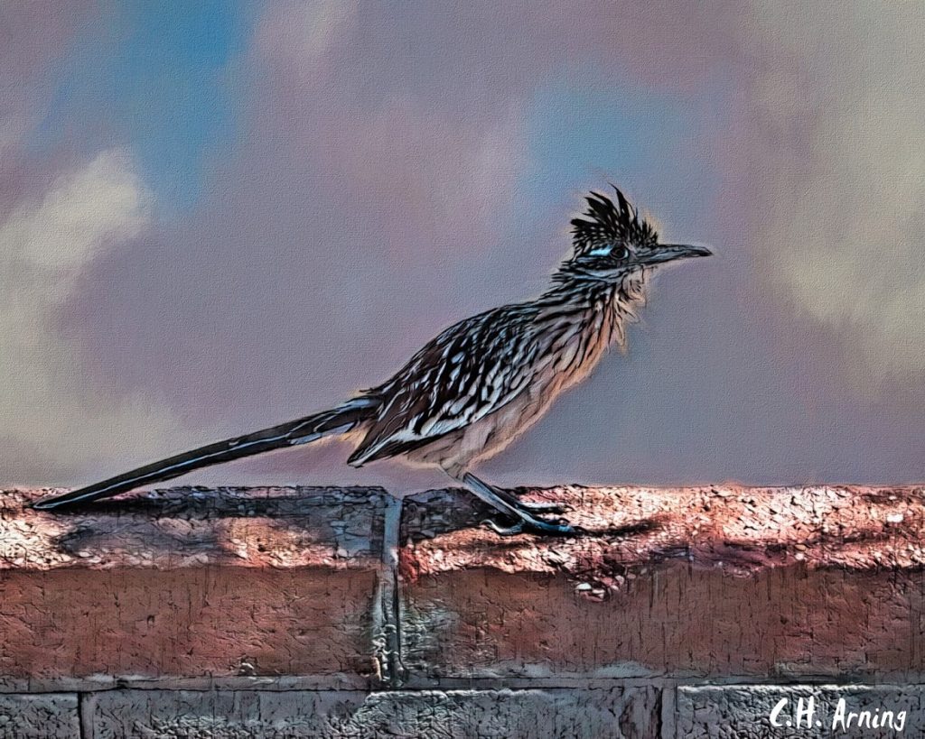 Chaparral Bird