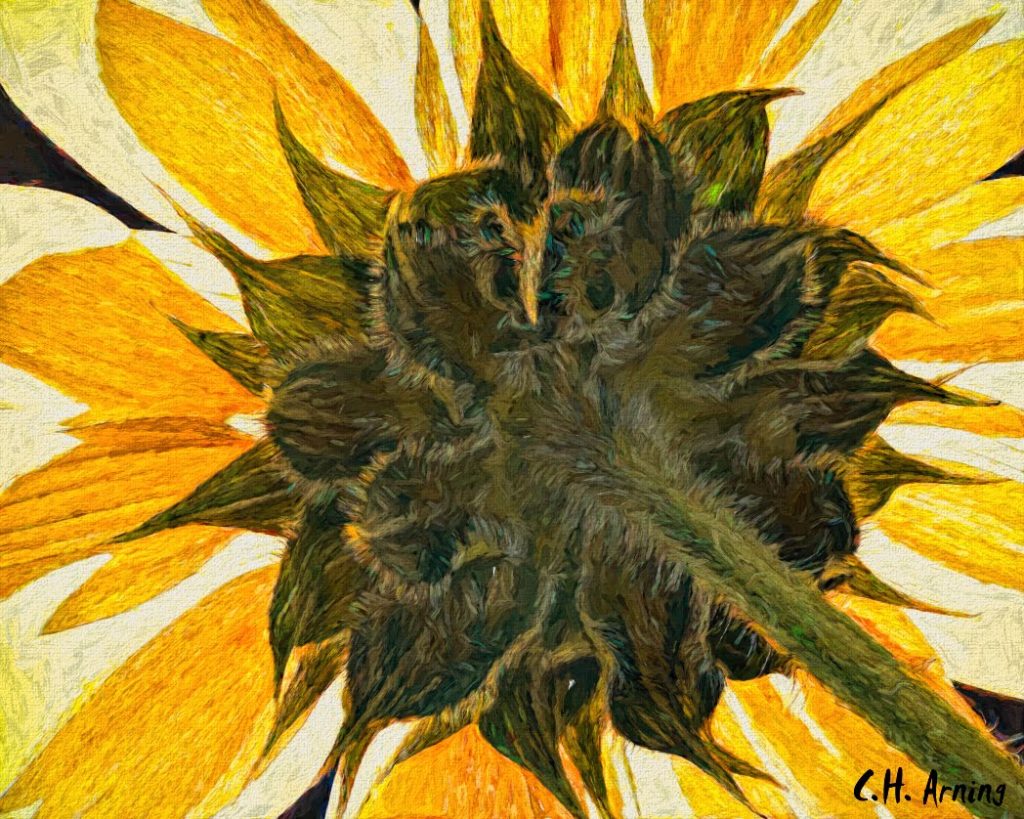 sunflower's backside