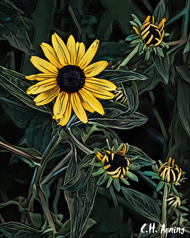 State Fair Sunflowers