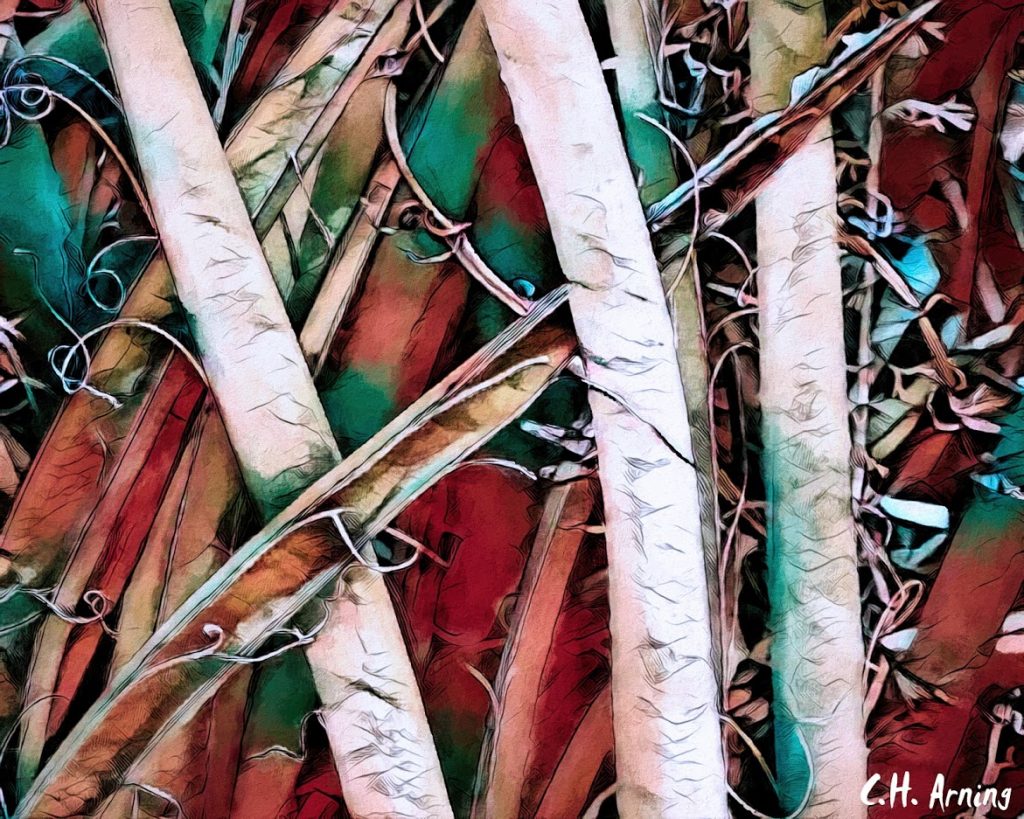 undergrowth
