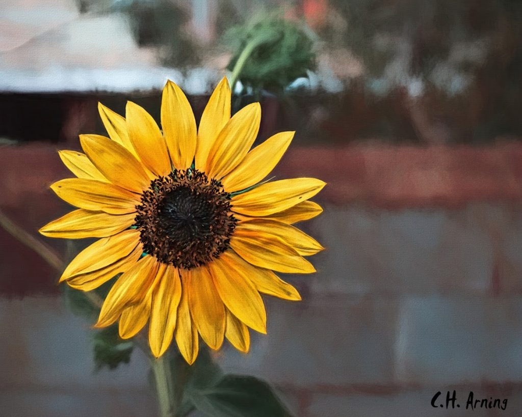 Wife's Sunflower