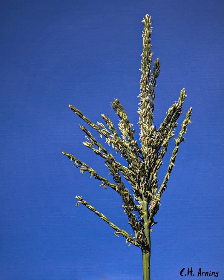 The Tassel
