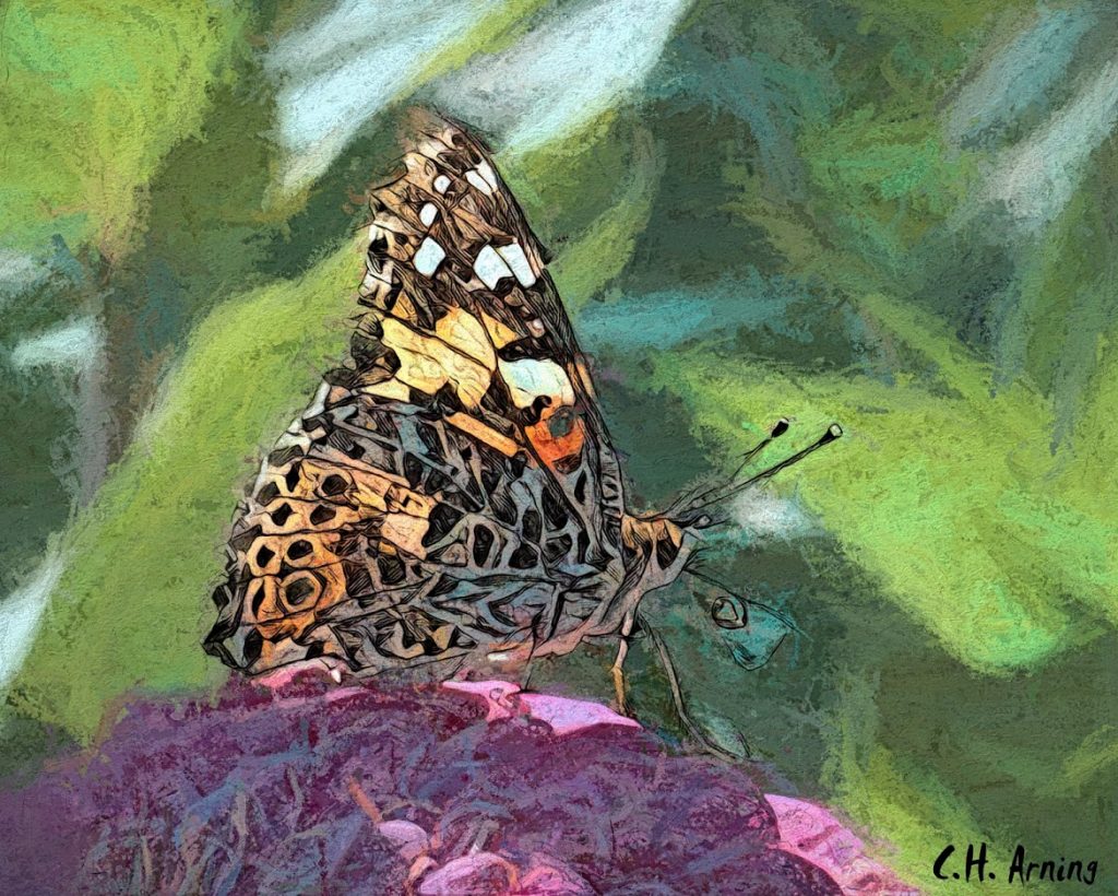 Lepidoptera