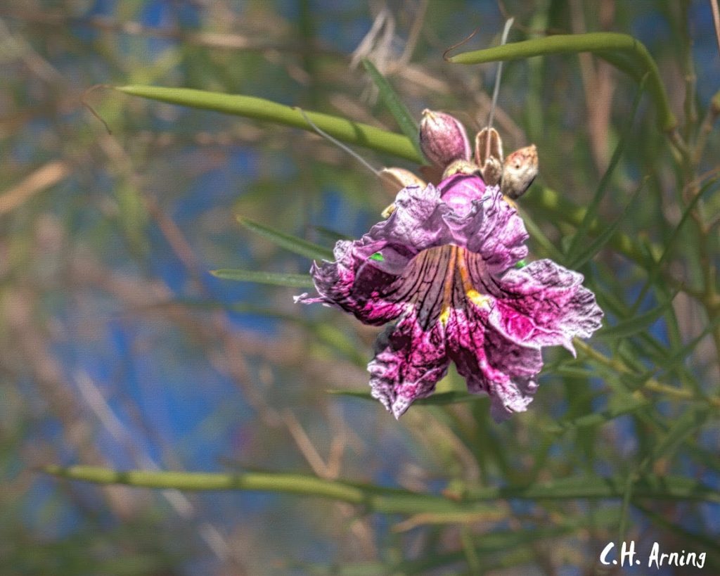 Tree Flower
